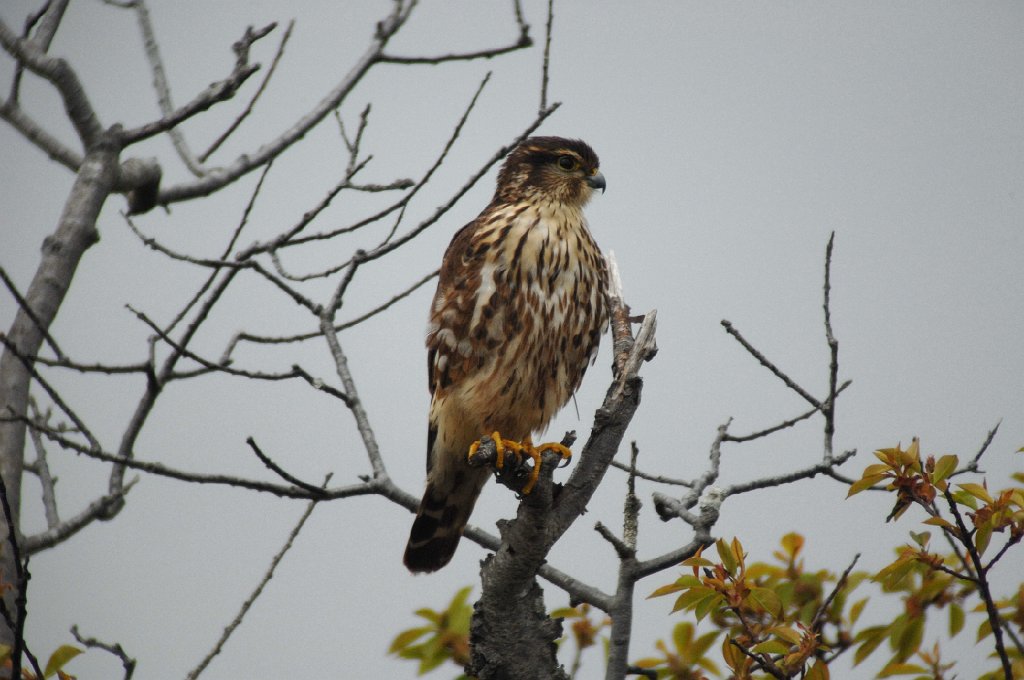 Hawk, Merlin, 2011-05129682 Plum Island NWR, MA.JPG - Merlin. Plum Island National Wildlife Refuge, MA, 5-12-2011